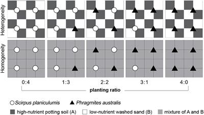 Inferior plant competitor allocates more biomass to belowground as a result of greater competition for resources in heterogeneous habitats